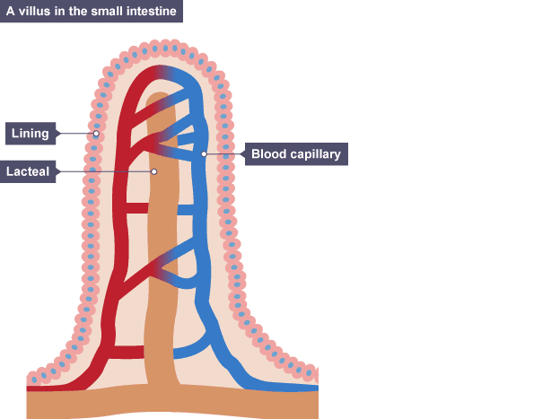 View of villus in small intestine