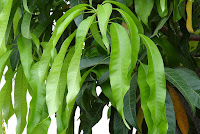 Mangifera indica