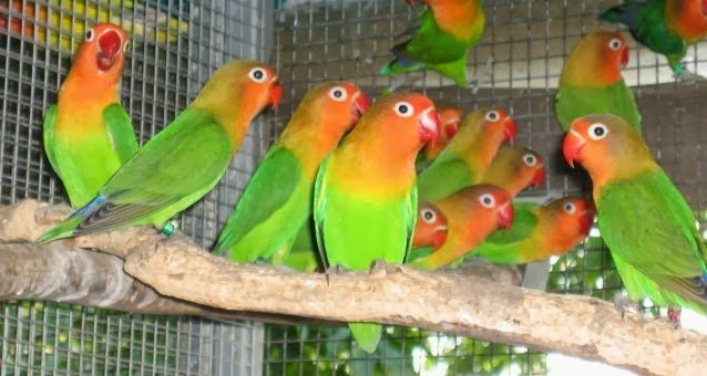 TIPS CARA BETERNAK LOVE BIRD / LABET / BURUNG CINTA SECARA SIMPEL 