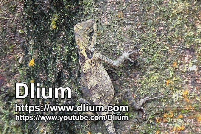 Dlium Kuhl's angelhead lizard (Gonocephalus kuhlii)