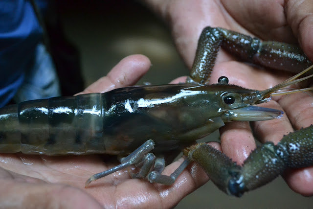 Freshwater shrimp, caught near Cuervito, Costa Rica