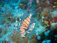 Lion Fish Underwater Ocean Wallpaper 1920x1200 Elphstone Reef 017