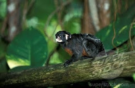 tamarino de vientre rojo Saguinus labiatus monos de Sudamerica