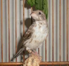 Lokal/Import  Kicau Community Bird Farm