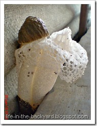 weird white mushroom_jamur ular 2