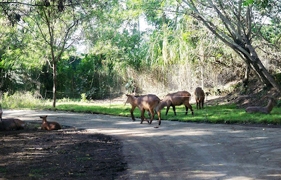 Bali Safari and Marine Park