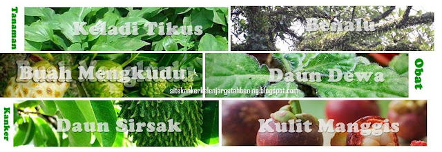 Tanaman Herbal yang Bagus untuk Melawan Kanker Getah Bening