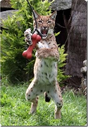 felinos divertidos (6)