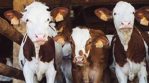 Best practice calf rearing for top cows