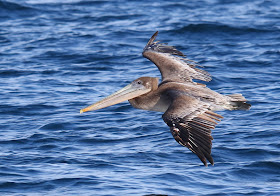 Brown Pelican