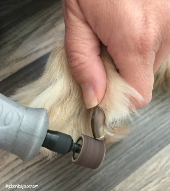 how to trim your dog's nails with a Dremel tool
