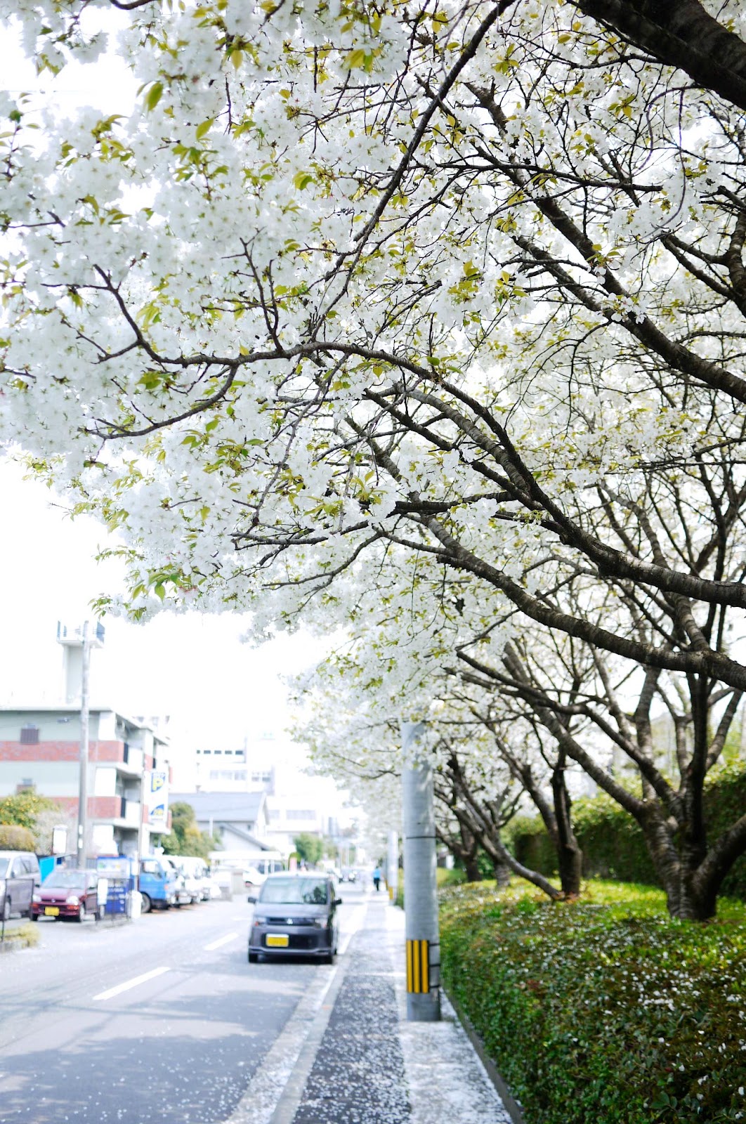 熊本は 白い桜が満開です スタッフブログ 週刊メールマガジン 気になる くまもと