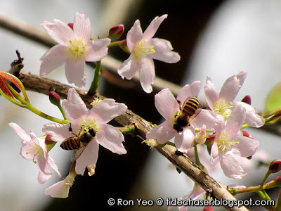 Pink Mempat (Cratoxylum formosum)