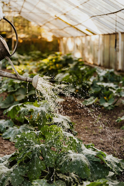 Penggunaan Bahan Organik dalam Berkebun: Menyulap Taman dengan Keceriaan