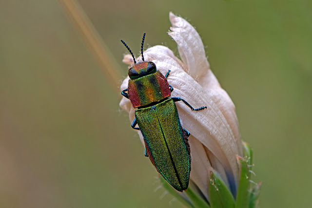 Anthaxia hungarica the Hungarian Jewel Beetle
