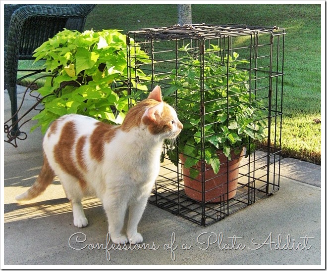 Catnip