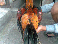 Jual Ayam Bangkok