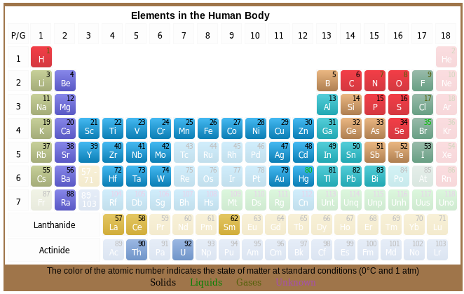 Periodic Table of Human Body Elements