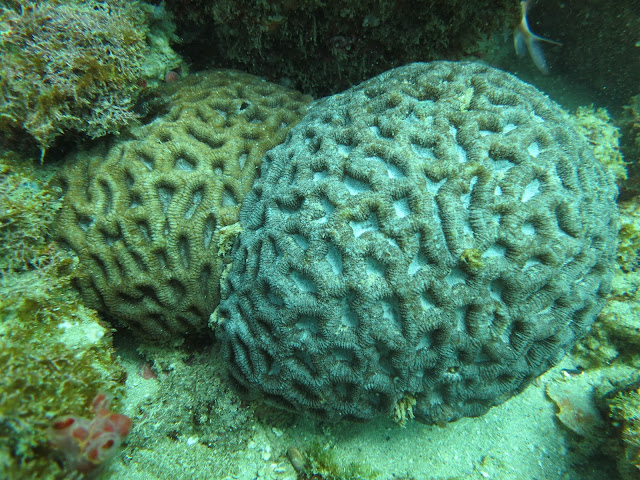 Mergulho em Cabo Frio