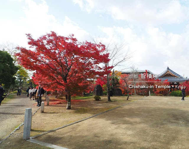 京都 智積院の紅葉