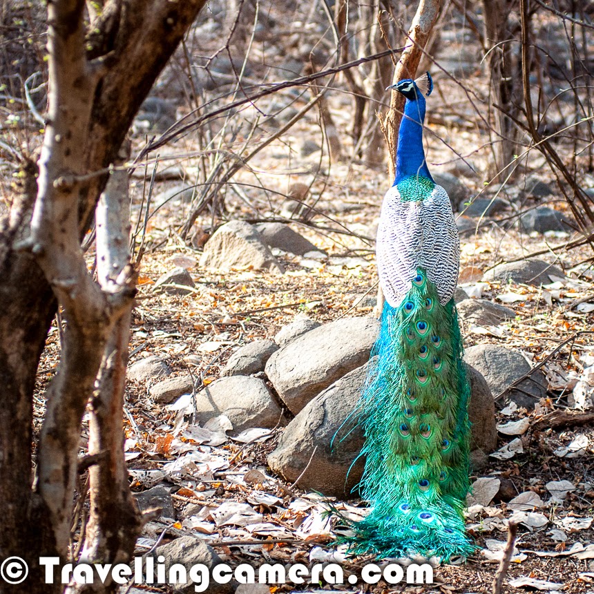 During the breeding season, male peacocks engage in elaborate courtship displays to attract mates. These displays typically involve the male unfurling its vibrant tail feathers into a fan-like display and rhythmically shaking them while emitting low-frequency calls and vocalizations. The shimmering colors and intricate patterns of the peacock's train are mesmerizing to behold, serving as a visual spectacle that showcases the bird's vitality, strength, and genetic fitness.