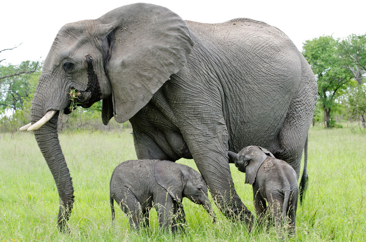  Gambar  Gajah  Lengkap Gambar  Foto 