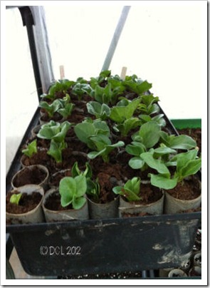 broadbeans1