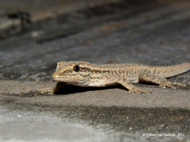 Lygodactylus capensis (Smith 1849), Chongwe, Lusaka, Zambia. September 2011.