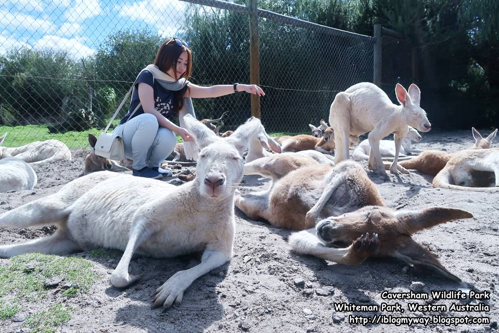 Caversham Wildlife Park Whiteman Park Western Australia I Blog My Way