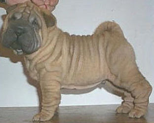 Look Chinese Shar-Pei Famous of Dog Breed!!!