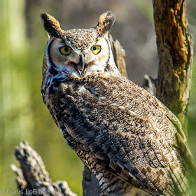 Horned Owl