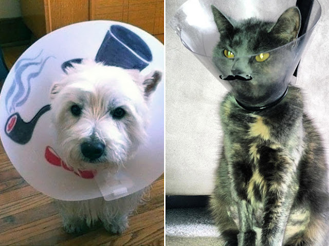 Photos of pets wearing the cone of shame - Sad but so cute - 5