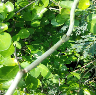 LEAFLESS GOGLET LEAVES - புளிச்சான் இலைகள்