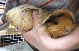 A guinea pig with long hair, guess the animal, guinea pig pictures