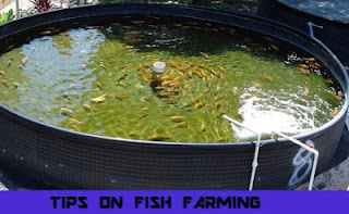 Basic Tips On How to start a fish farm Business In Africa