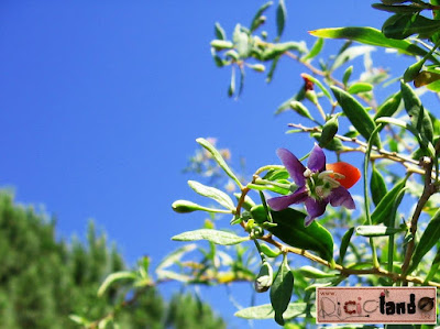 fiore Goji Riciclando