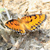 Kothaimangalam Wetlands - Butterflies