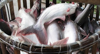 cara budidaya ikan patin di kolam tanah,ikan patin di kolam terpal,buku budidaya ikan patin di kolam terpal,budidaya ikan patin di kolam tembok,budidaya ikan patin organik,