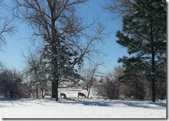 Deer