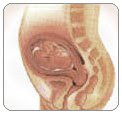 Phase of embryo development, week of 12th - 16th