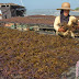 Pemerintah Dorong Industrialisasi Rumput Laut