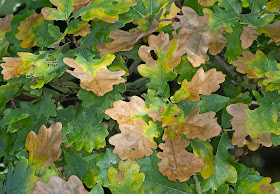 Oak leaves in August.  Hayes Common, 19 August 2011.