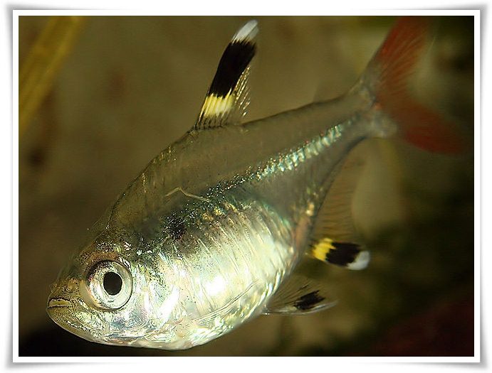 X-Ray tetra facts pictures