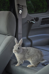 Our Bunny