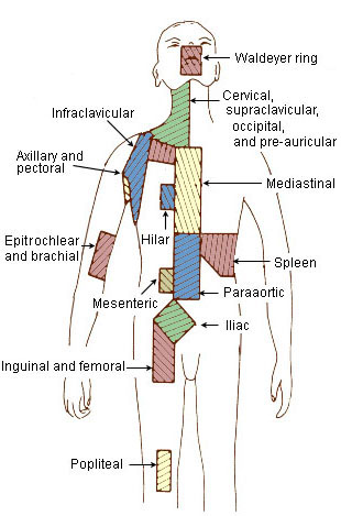 lumps in neck. Neck harbors