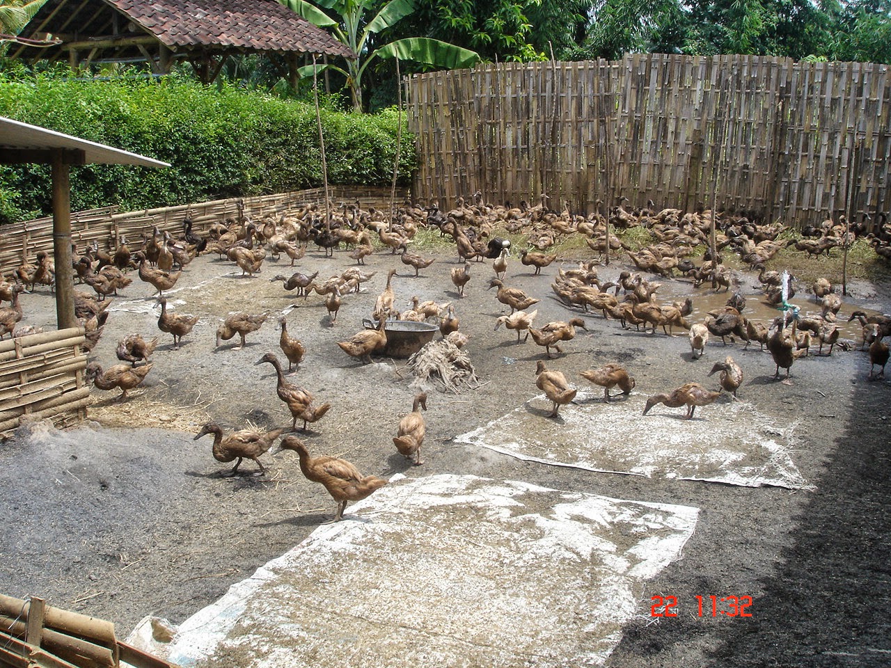 Itik Banyuwangi Taman dan Kolam wisata bebek Banyuwangi