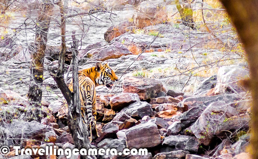 India boasts a network of national parks, wildlife sanctuaries, and tiger reserves spread across the country, each offering a unique opportunity to observe tigers in their natural habitat. From the dense forests of Central India to the lush landscapes of the Western Ghats and the rugged terrain of the Himalayan foothills, tiger habitats in India are as diverse as they are enchanting. Wildlife enthusiasts and photographers flock to these tiger reserves, hoping to catch a glimpse of these magnificent creatures in the wild.