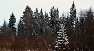 Boreal Forest firewood cutting on the farm