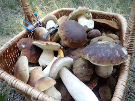 grzyby 2019, grzyby w sierpniu, grzyby na Orawie, borowiki