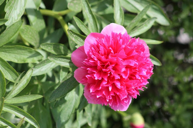 Sarah Bernhardt Peony